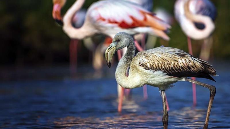 Camargue, Flamingos