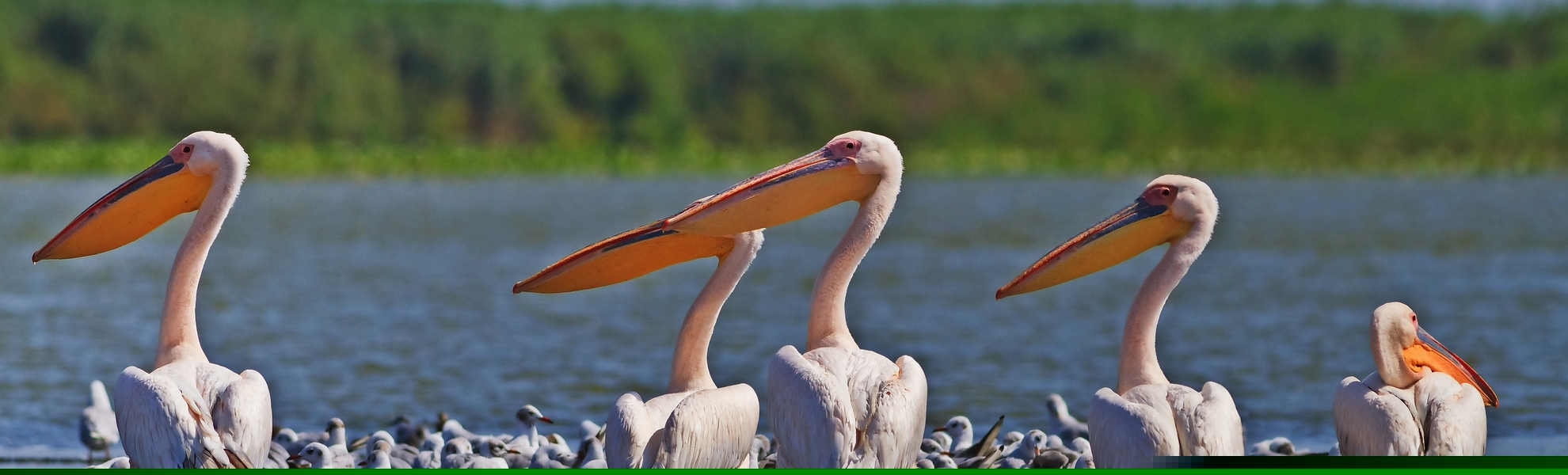 Weiße Pelikane - © porojnicu - Fotolia