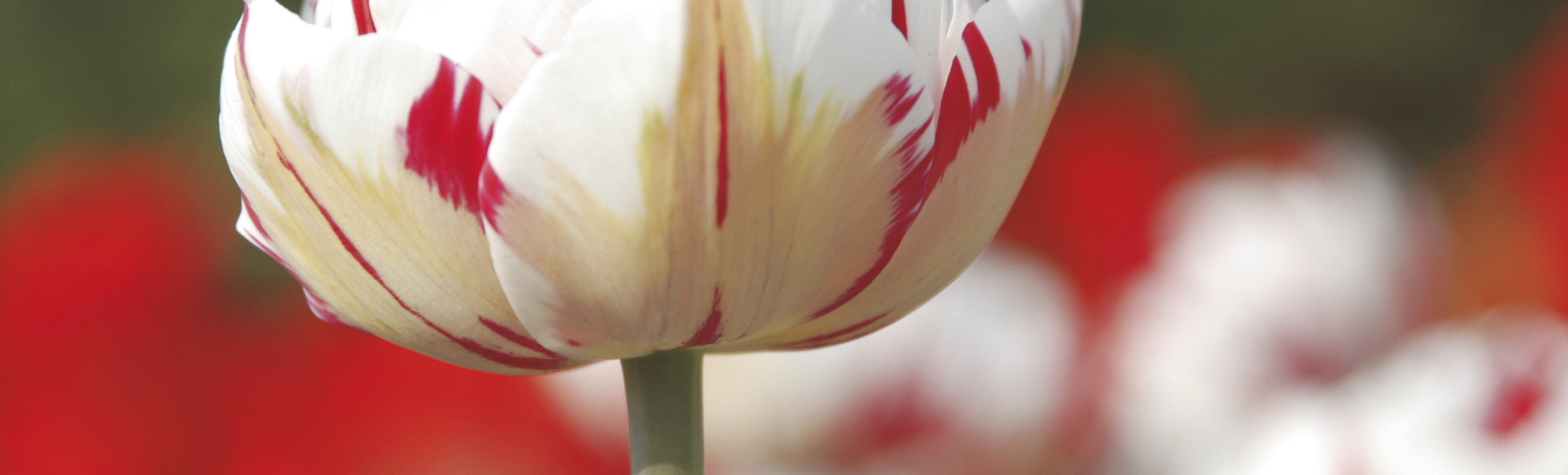 Tulpe im Keukenhof - © 