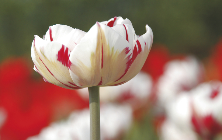 Tulpe im Keukenhof