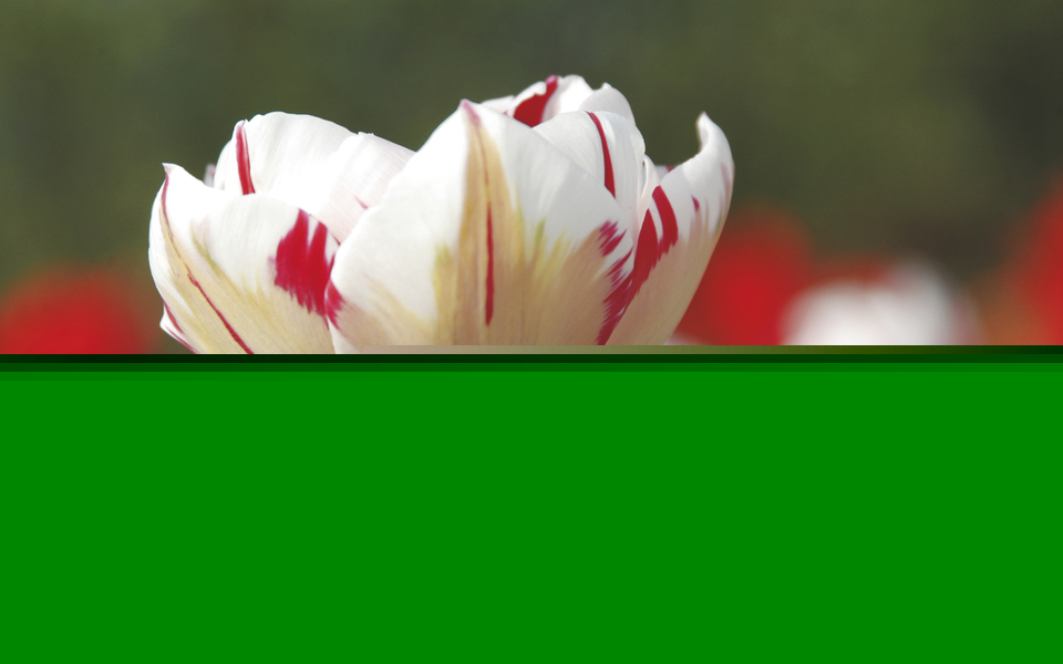 Tulpe im Keukenhof - © 