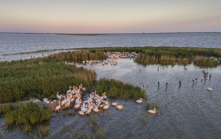 Pelikane im Donaudelta - © Getty Images/iStockphoto