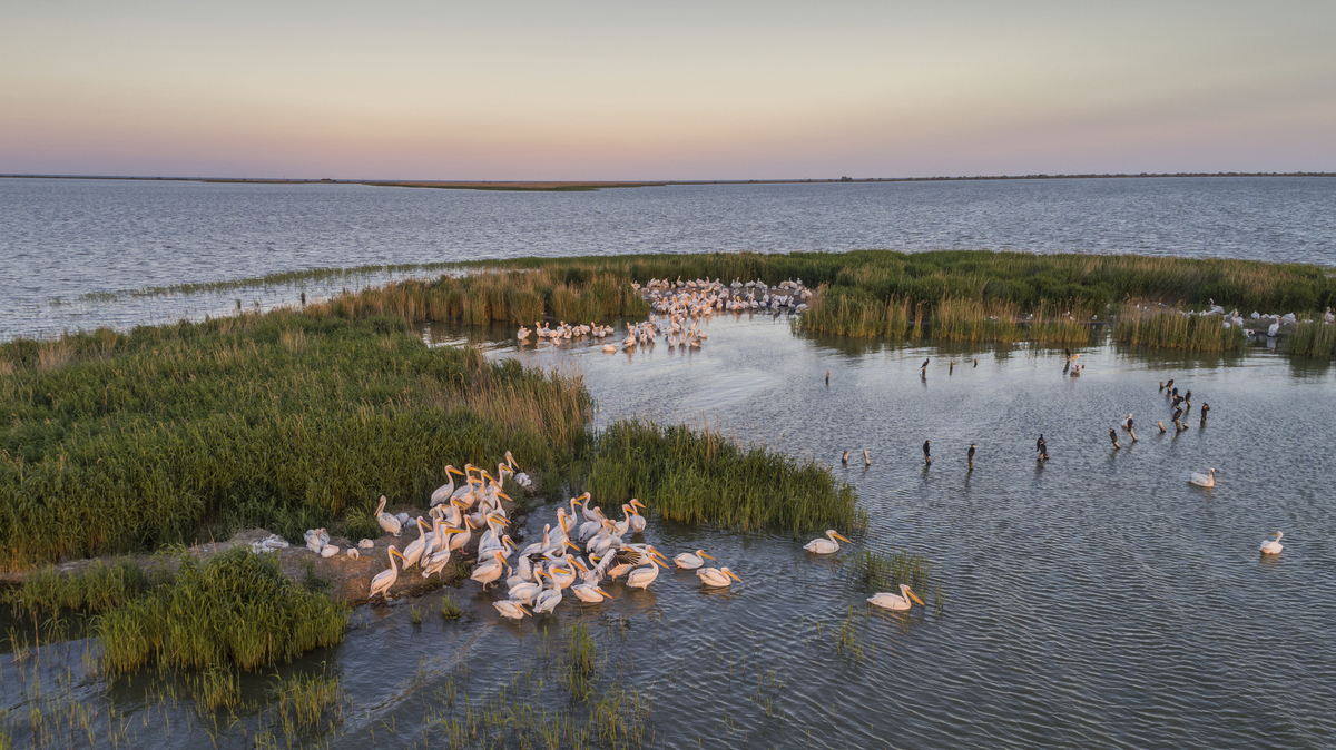 Pelikane im Donaudelta - © Getty Images/iStockphoto