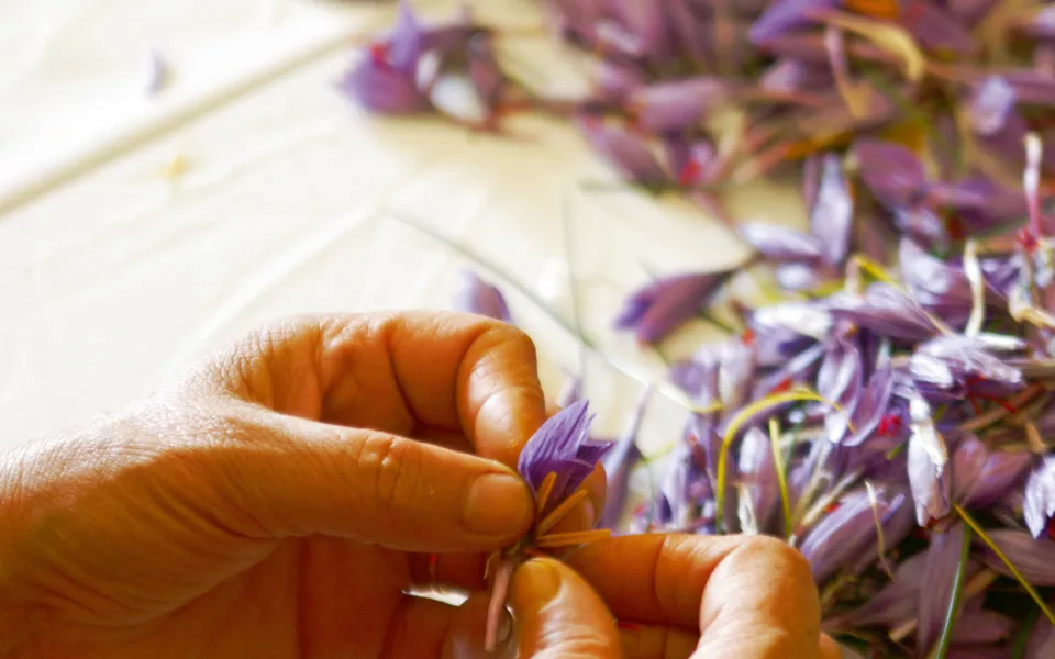 Safran - © fotografiche.eu - Fotolia