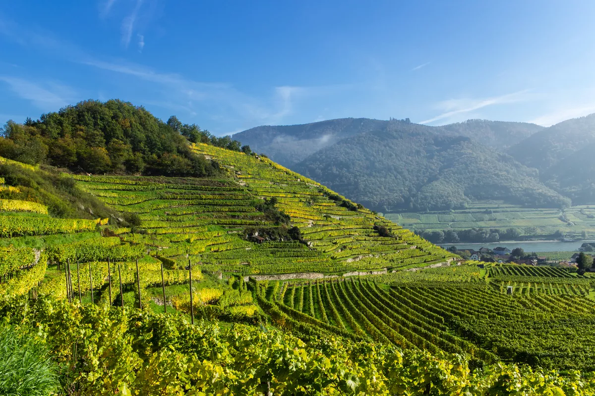 Weinterrassen in Spitz/Wachau, - © stefan sio - stock.adobe.com