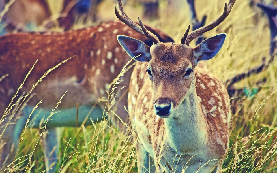 Rehe