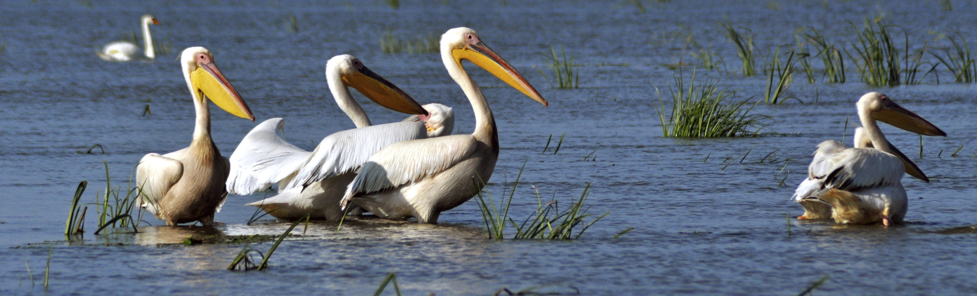 Pelikangruppe im Donaudelta - © salajean - Fotolia