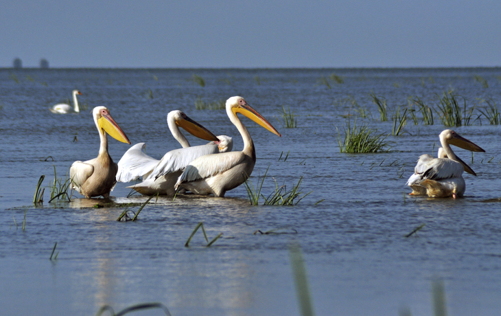 Pelikangruppe im Donaudelta