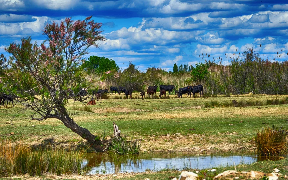 Stiere in der Camargue - ©Laendenal - stock.adobe.com