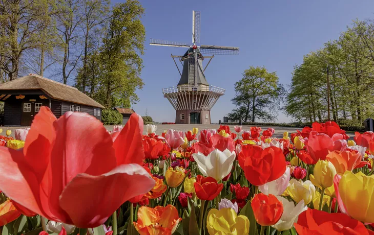 Keukenhof - © 