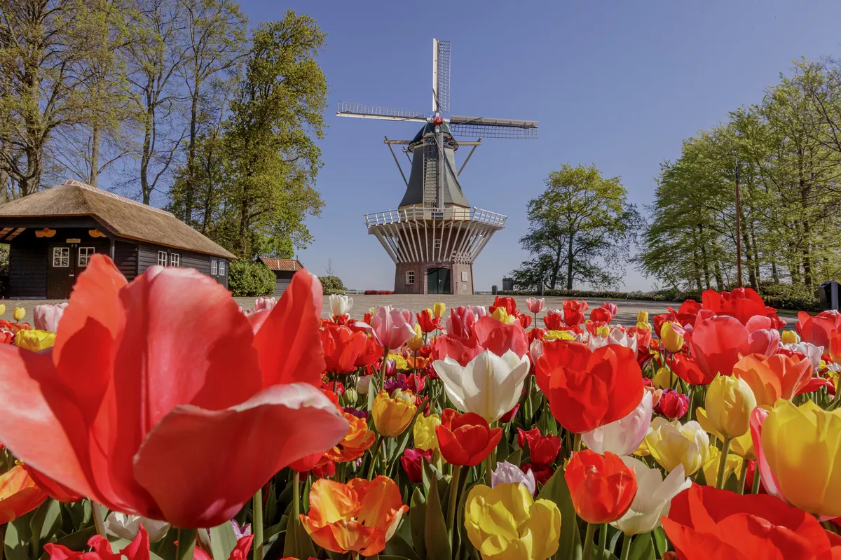Keukenhof - © 
