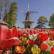Keukenhof