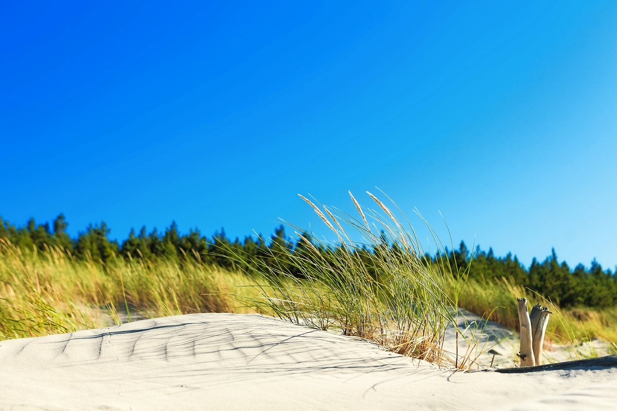 Dünen in Swindemünde, Polen - © arsdigital - Fotolia
