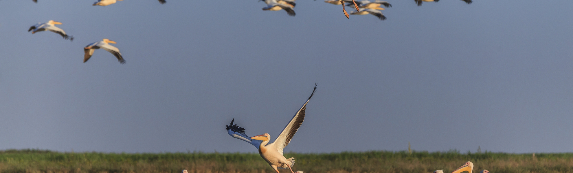 Weisse Pelikane, Donaudelta - © porojnicu - Fotolia