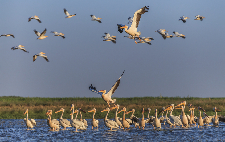 Weisse Pelikane, Donaudelta - © porojnicu - Fotolia
