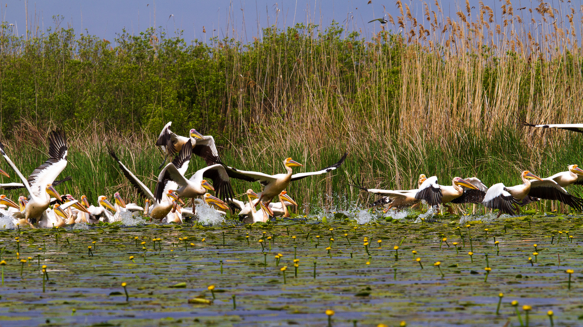 Pelikane im Donaudelta - © Gerhard - stock.adobe.com