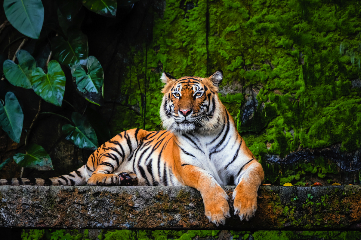 Königstiger - © Akkharat J. - stock.adobe.com