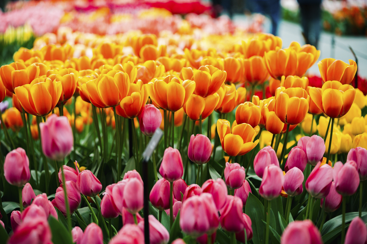 Tulpe, Keukenhof